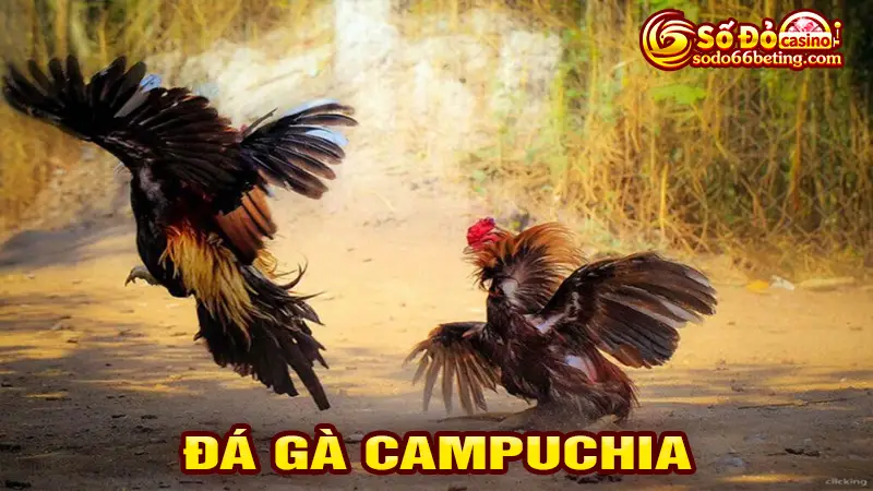 Đá gà Campuchia