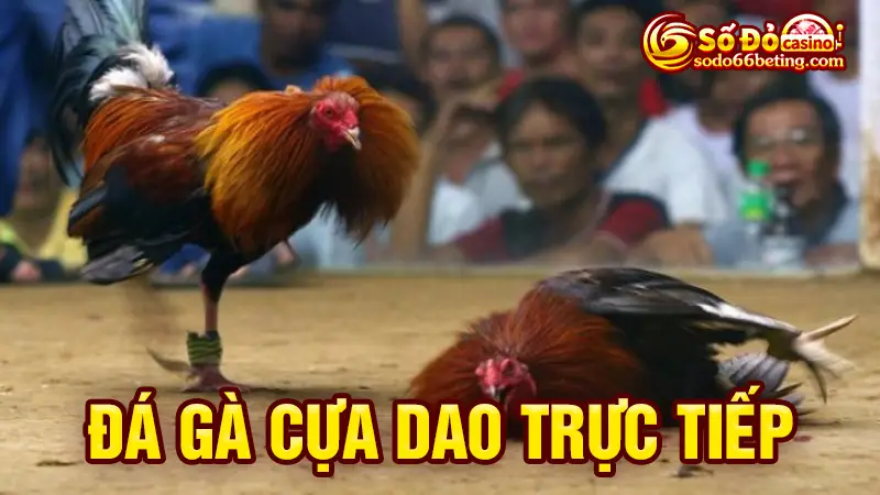Đá gà cựa dao trực tiếp