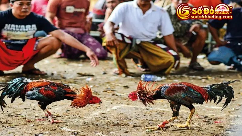 Theo dõi điểm khác nhau giữa gà trực tiếp và gà offline 