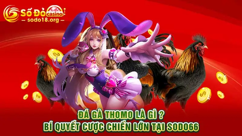 Đá gà Thomo