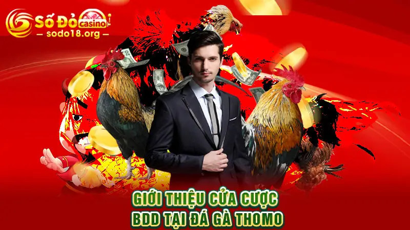 Giới thiệu cửa cược BDD tại Đá gà Thomo