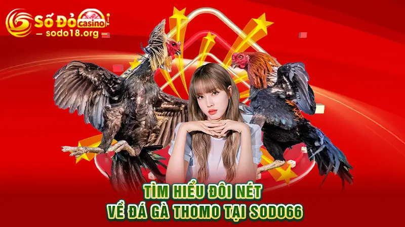 Tìm hiểu đôi nét về Đá gà Thomo tại SODO66
