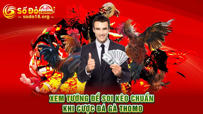 Xem tướng để soi kèo chuẩn khi cược Đá gà Thomo